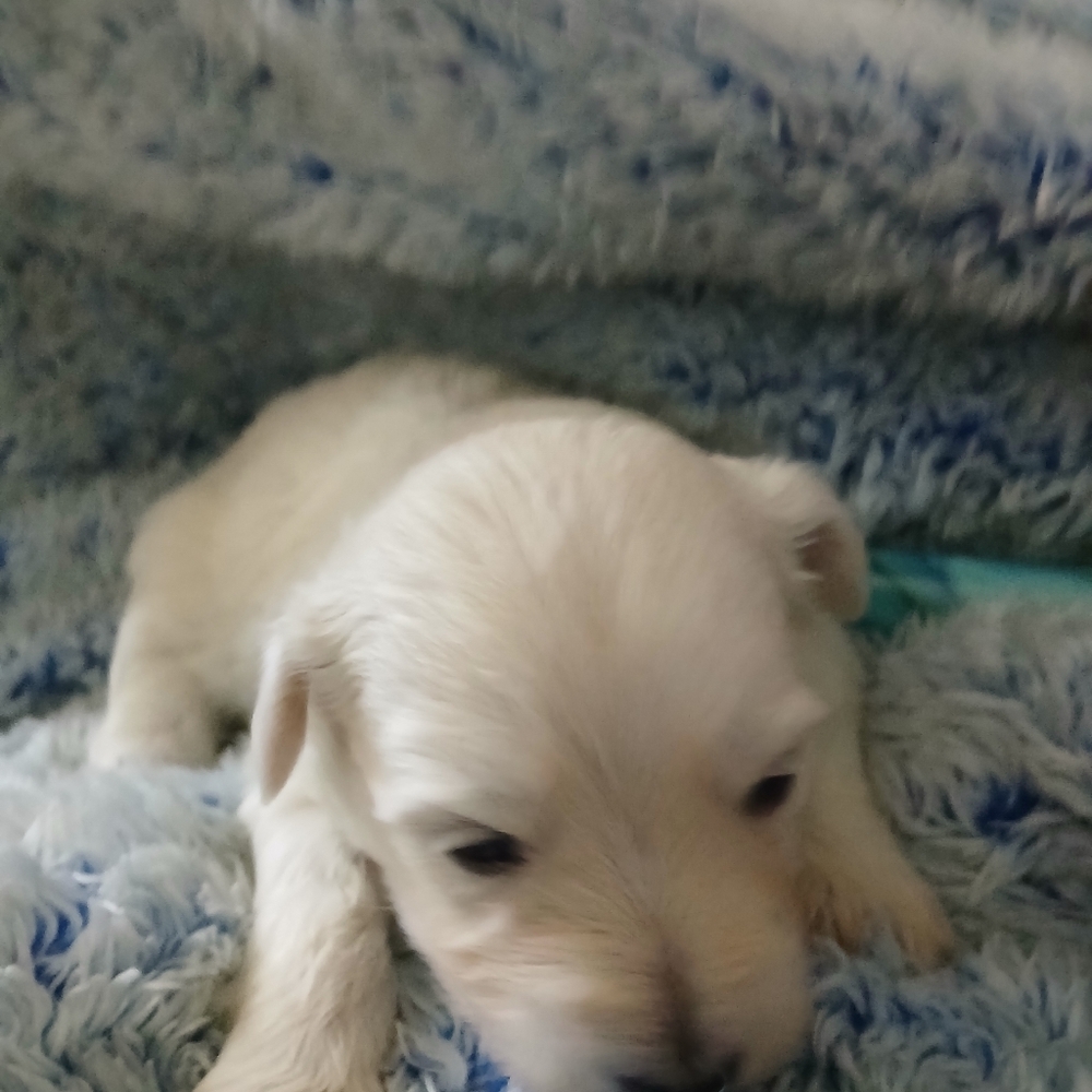 Meet The Rescues We Have - Picture 5 of 16